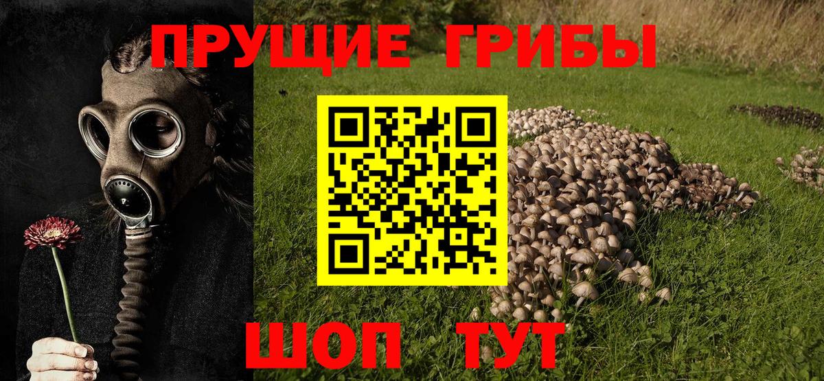 Псилоцибиновые грибы Cubensis Казань
